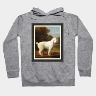 White Poodle In A Punt Hoodie